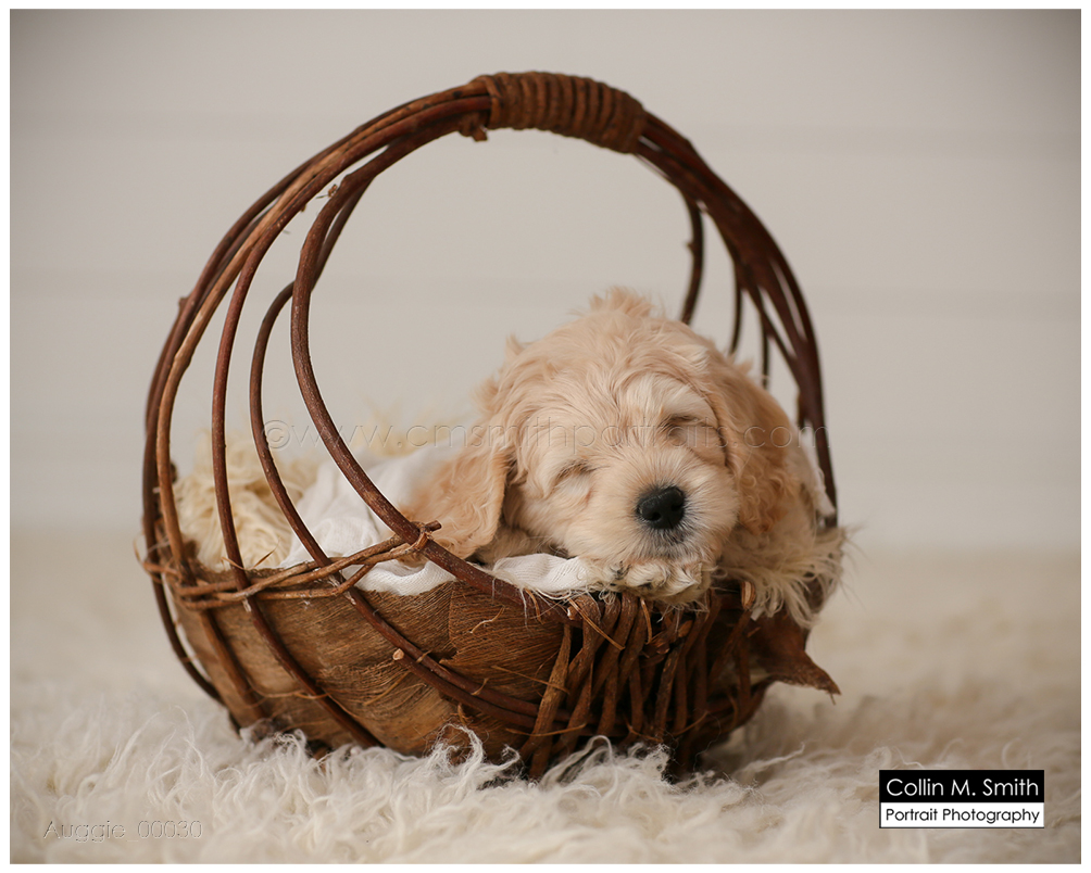 © Collin M. Smith Portrait Photography www.cmsmithportraits.com/blog